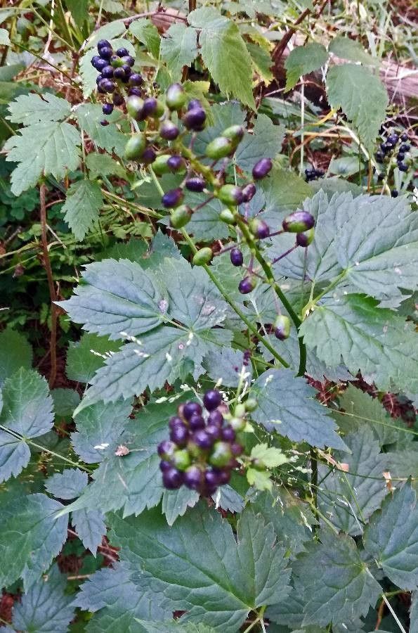 Actaea spicata fruit