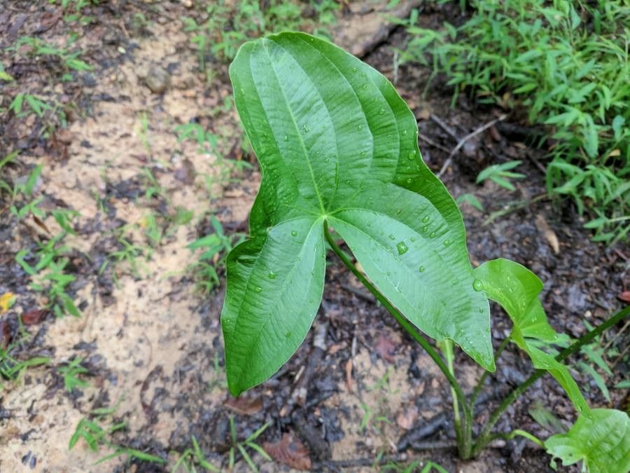 Sagittaria latifolia