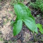 Sagittaria latifolia