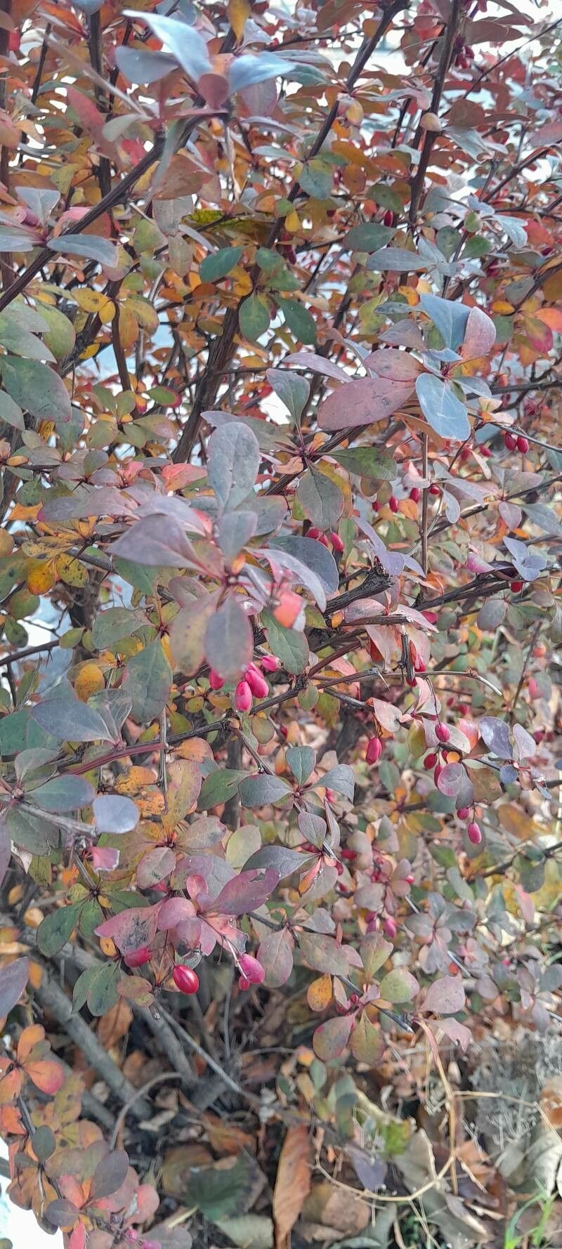 Berberis x ottawensis fruit