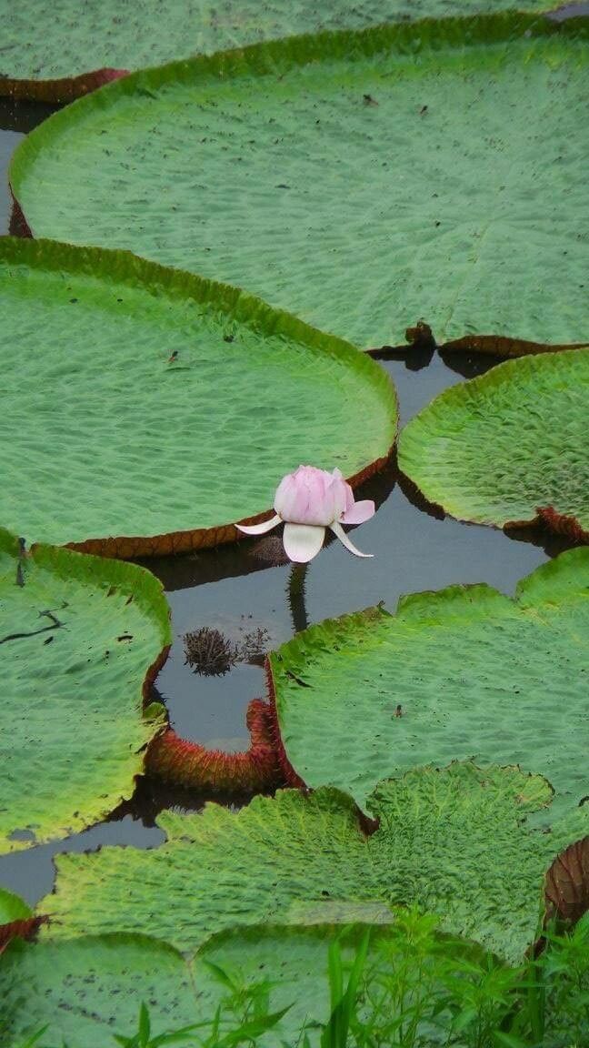 Victoria amazonica flower