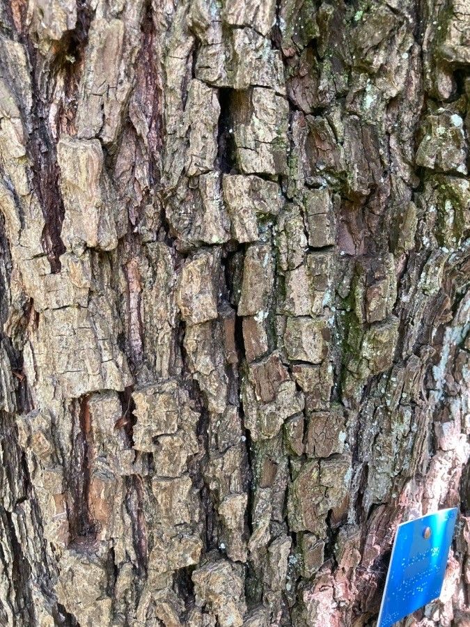 Pyrus korshinskyi bark