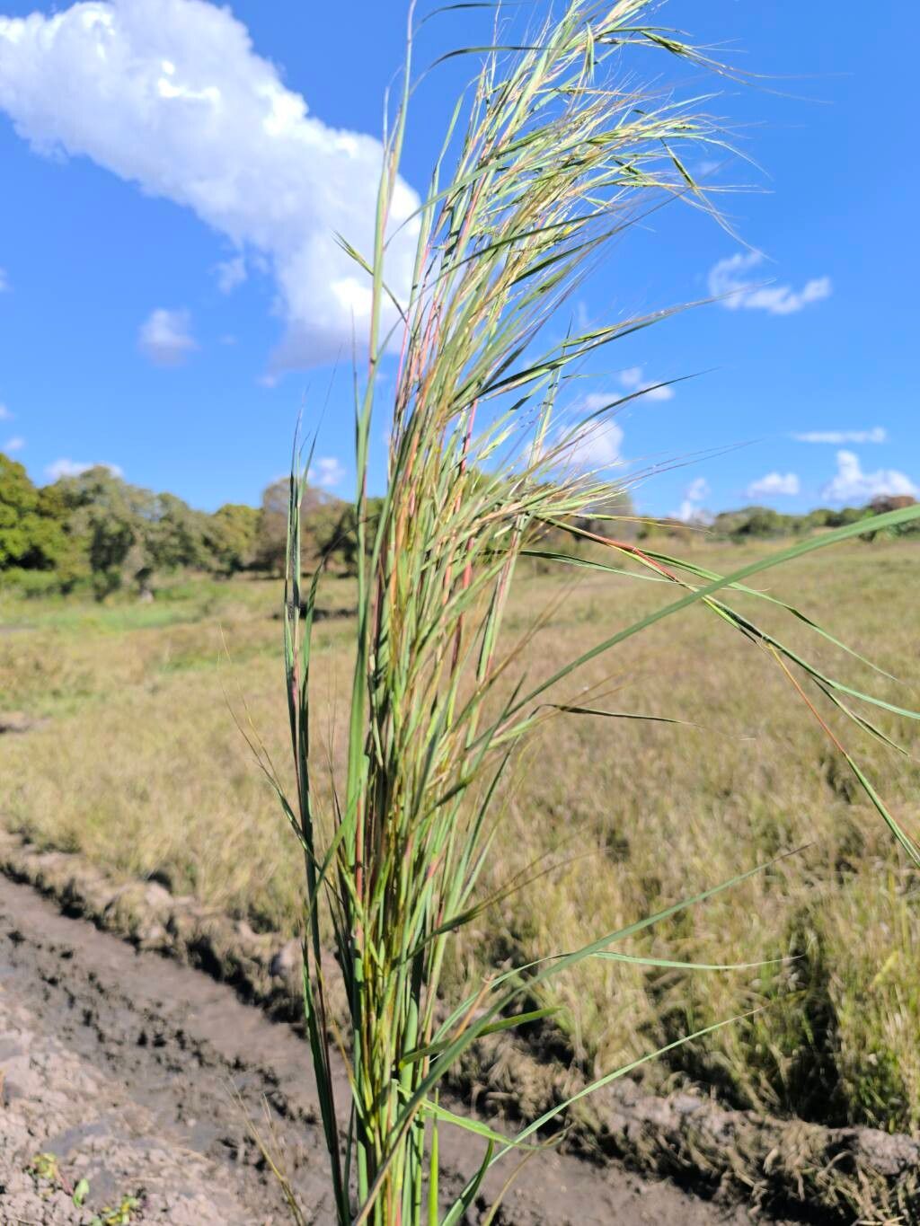 Hyperthelia dissoluta leaf