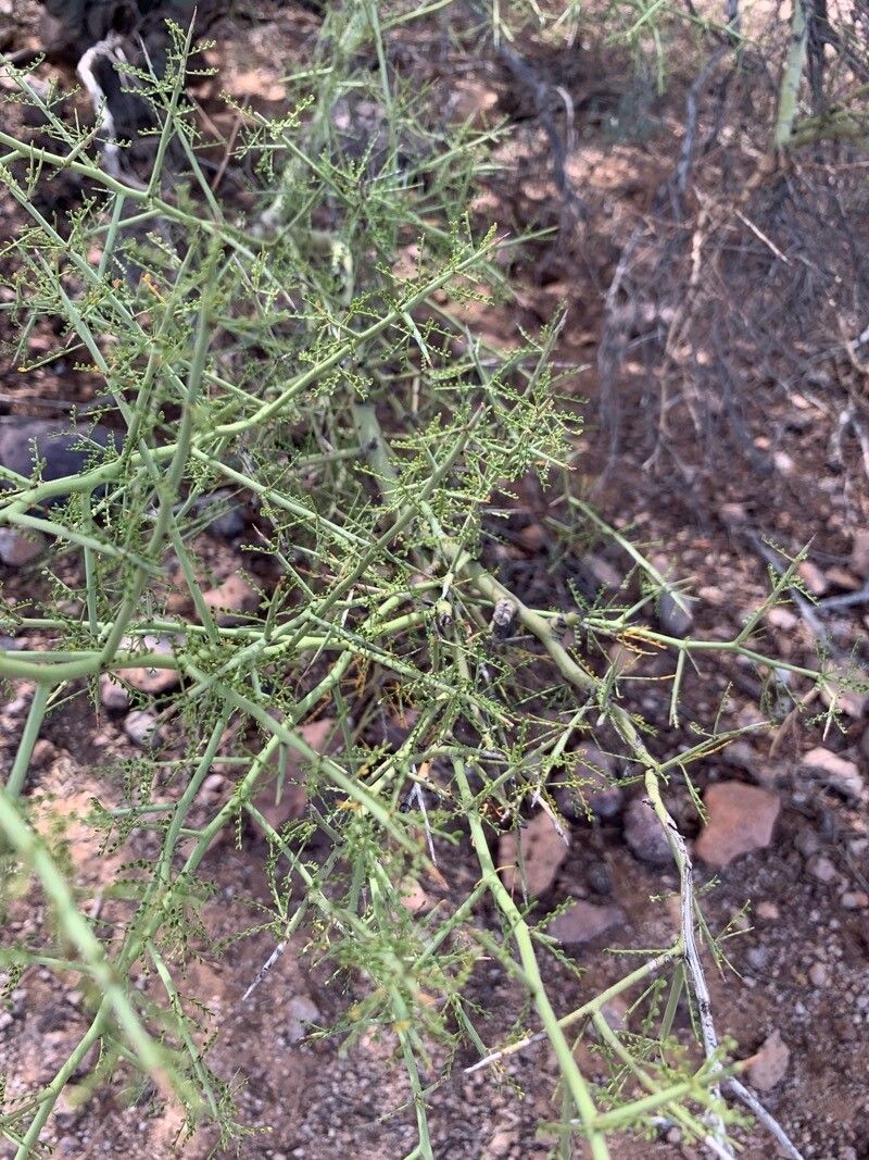 Koeberlinia spinosa flower