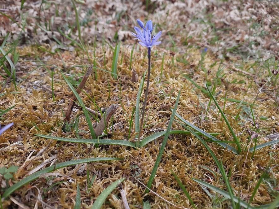 Hyacinthoides italica habit