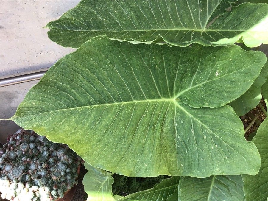 Sauromatum giganteum — related species from the same genus