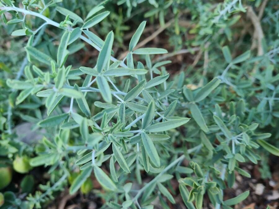 Peritoma arborea — search result for 'Cleomaceae'