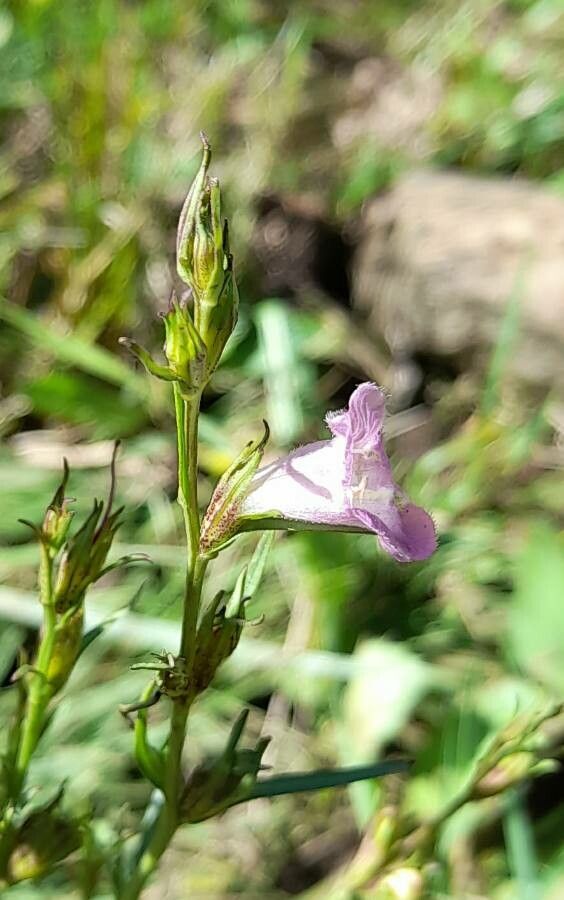 Agalinis communis flower