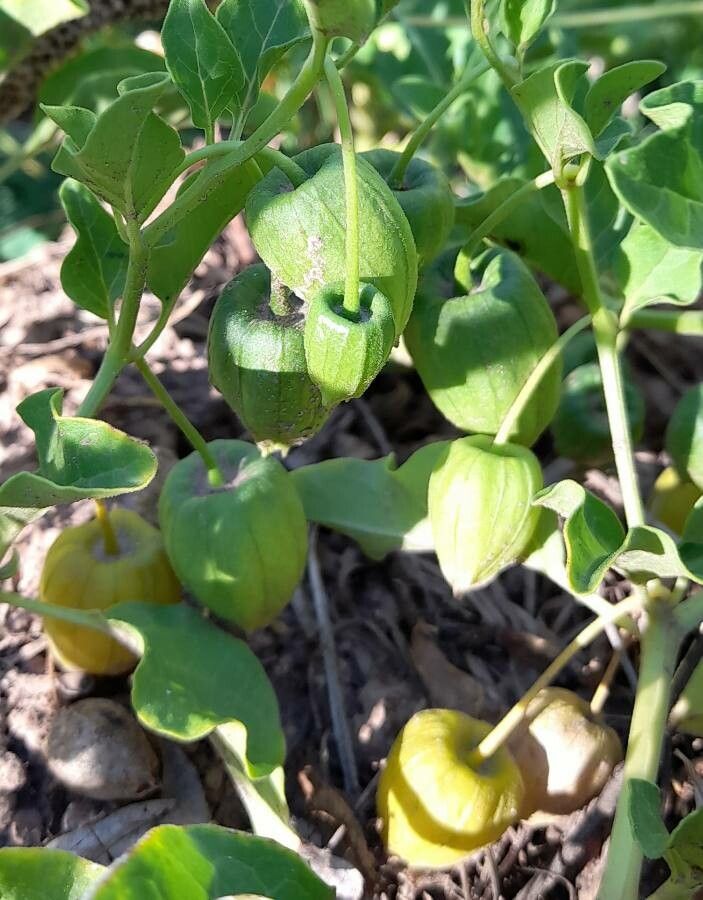 Physalis viscosa fruit