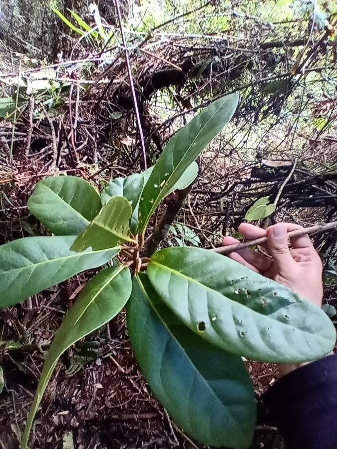 Beilschmiedia latifolia leaf