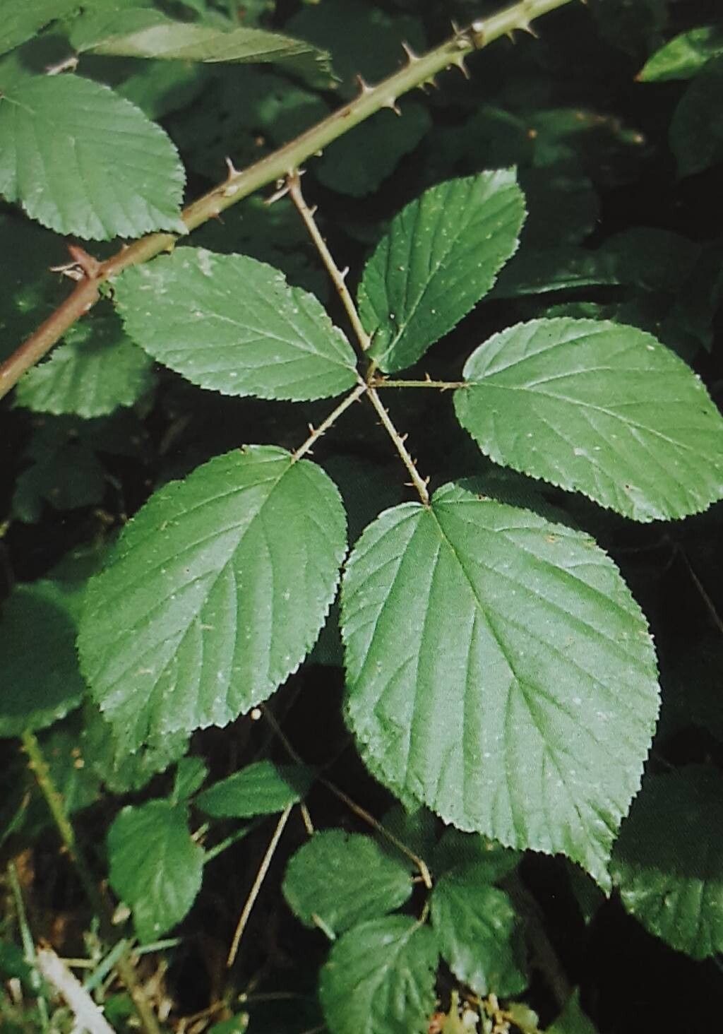 Rubus amisiensis — houseplant care guide