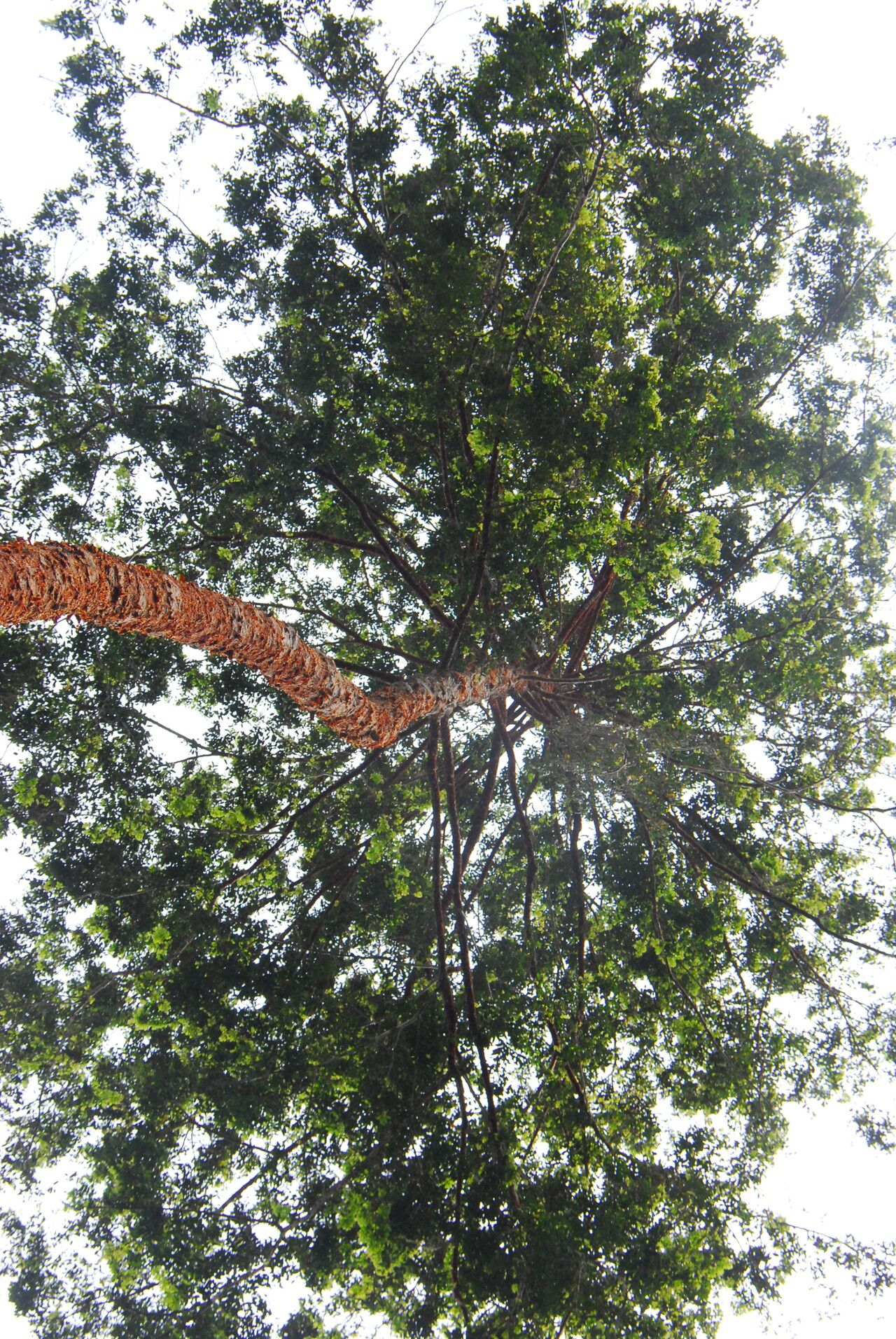 Xylopia pynaertii habit