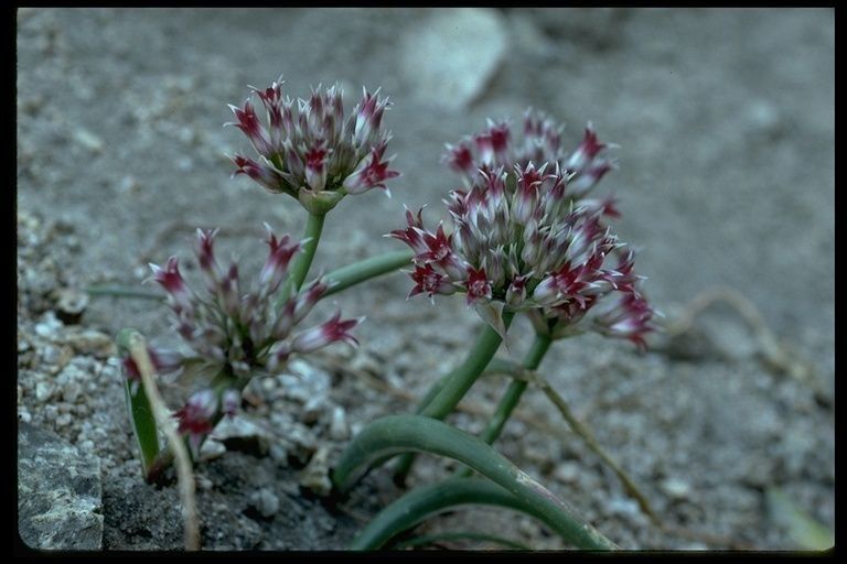 Allium monticola — houseplant care guide