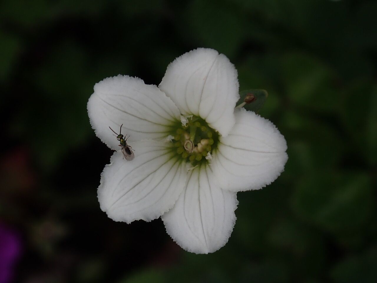 Parnassia nubicola flower