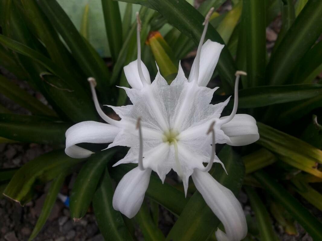 Pancratium zeylanicum — search result for 'Pancratium'