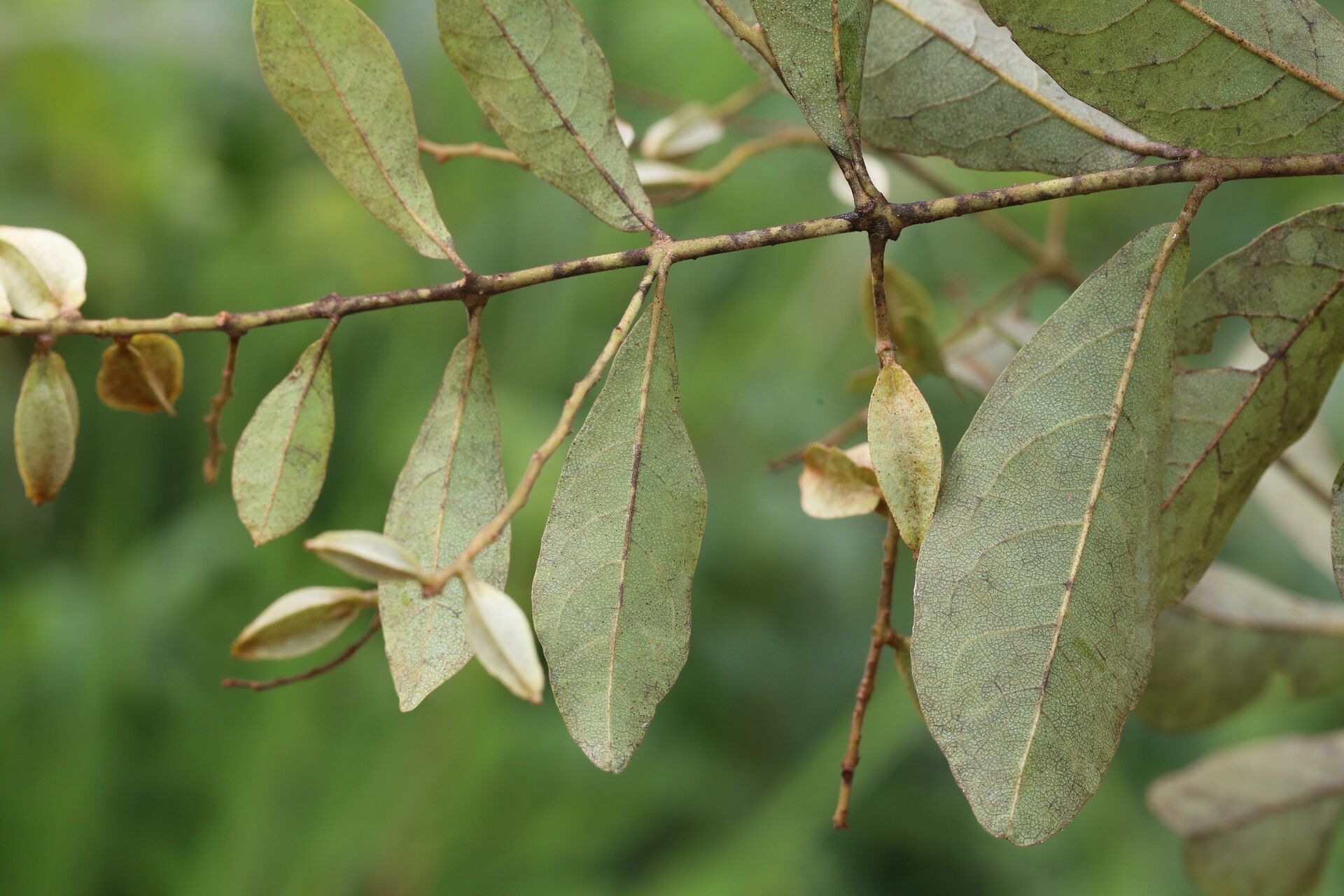 Combretum celastroides — houseplant care guide