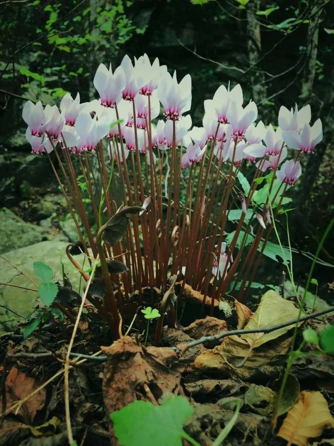 Cyclamen africanum flower