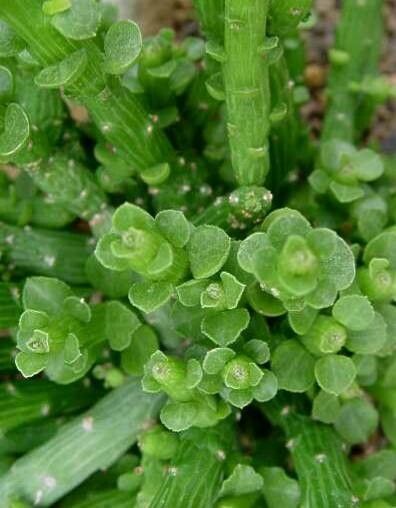 Euphorbia ellenbeckii — houseplant care guide