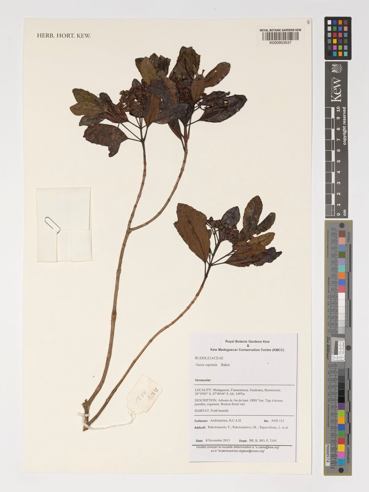 Nuxia capitata — related species from the same genus