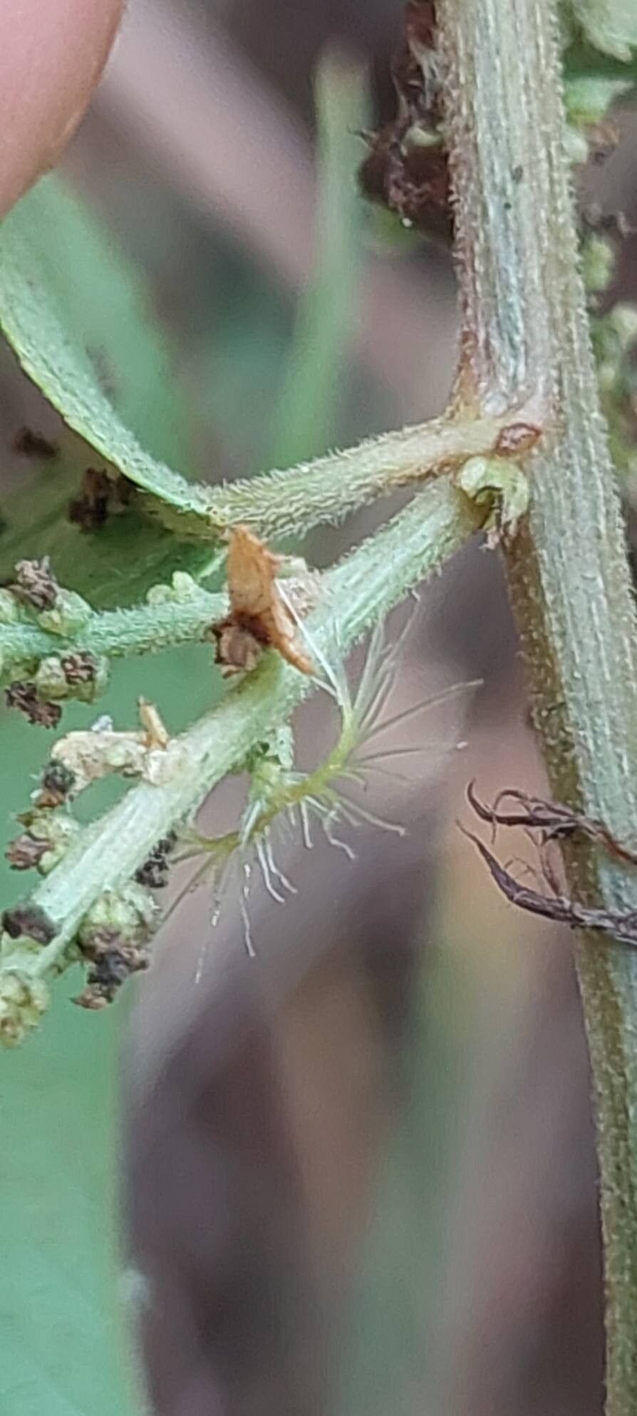 Acalypha diminuta flower