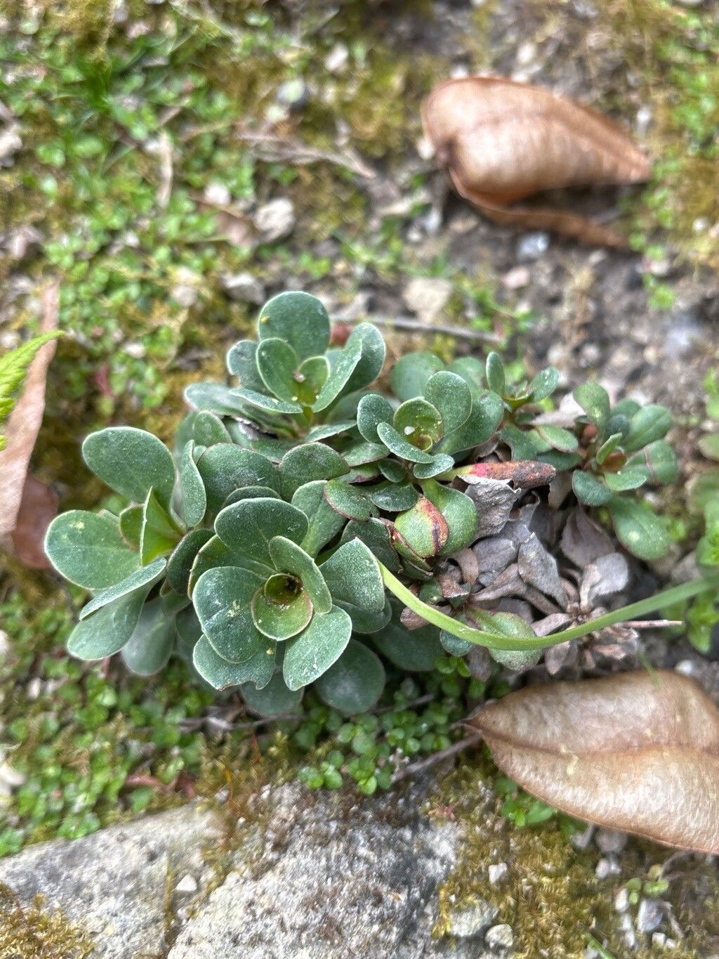 Limonium hyblaeum — houseplant care guide