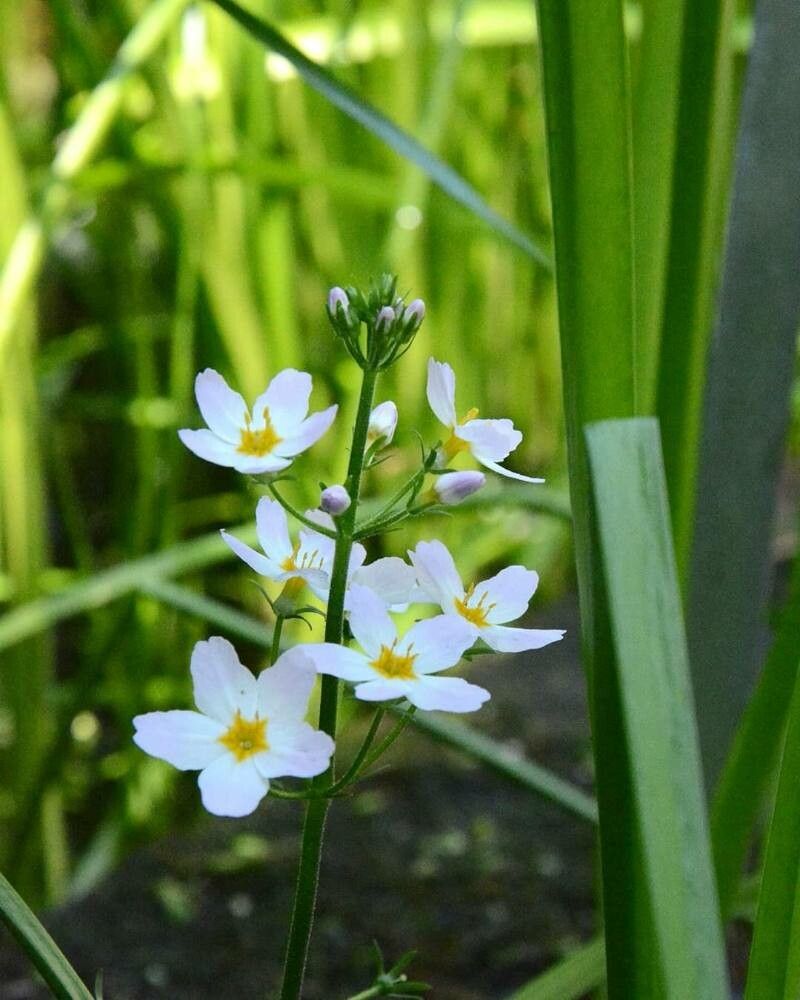 Hottonia palustris flower