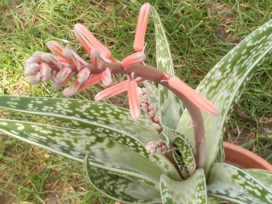 Aloe variegata flower