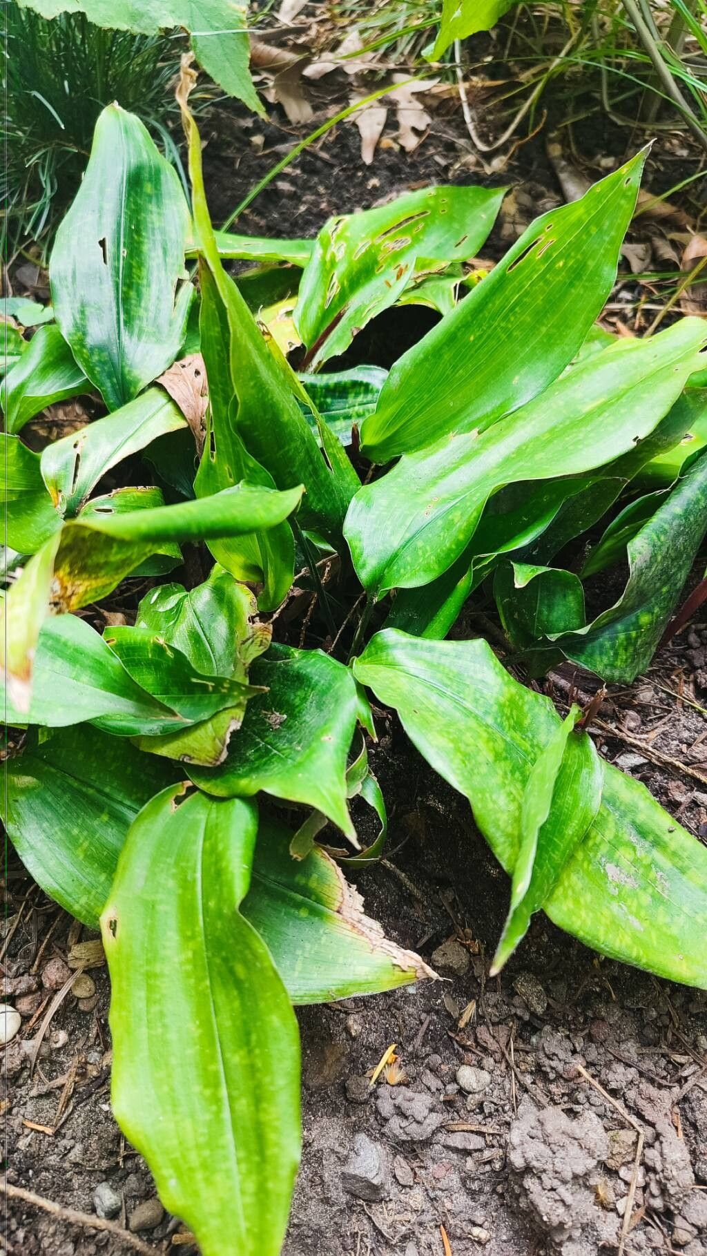 Aspidistra fungilliformis habit