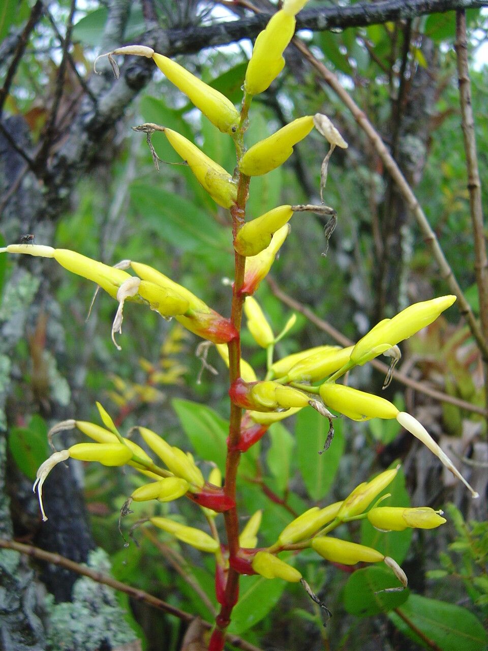 Vriesea rodigasiana flower