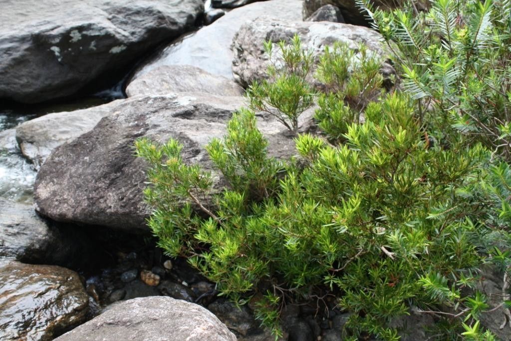 Syzygium elegans habit