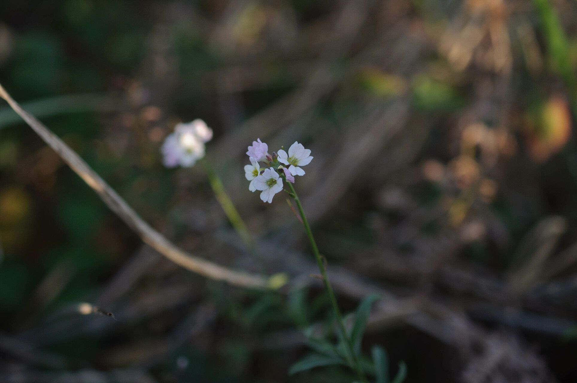 Berteroa mutabilis flower