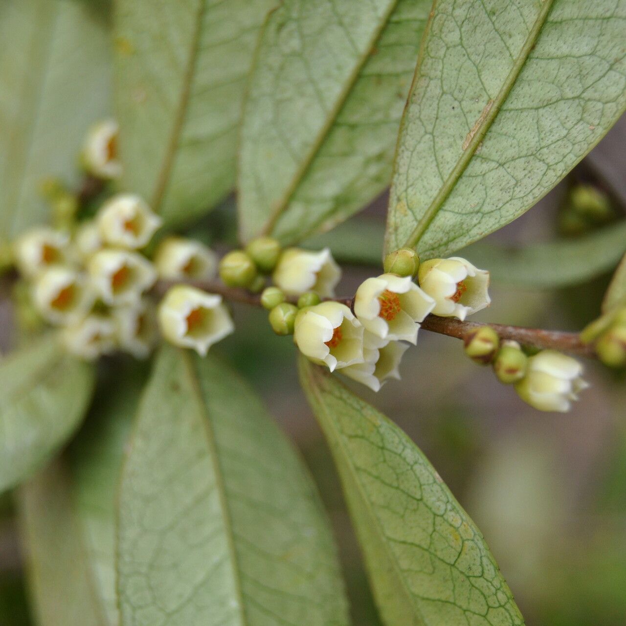 Eurya acuminata flower