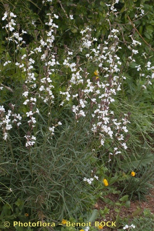 Erysimum semperflorens other