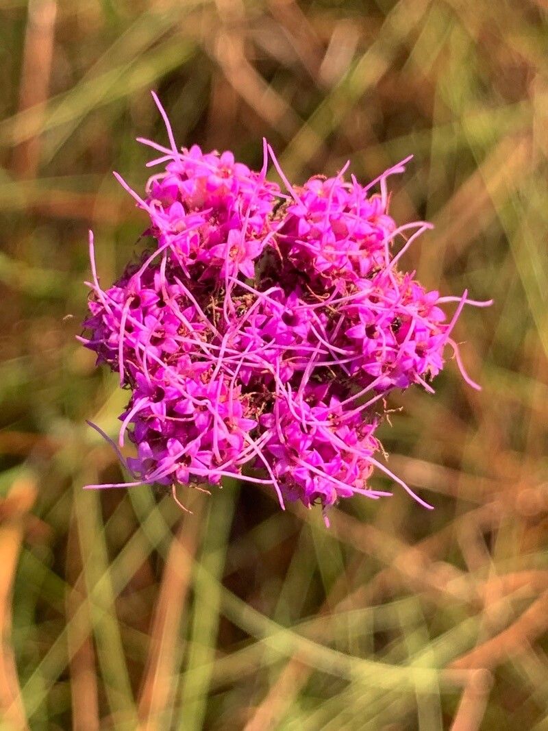 Carphephorus pseudoliatris — search result for 'Alabama'