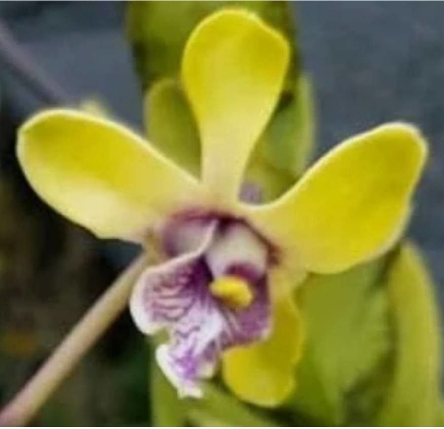 Dendrobium finetianum — houseplant care guide