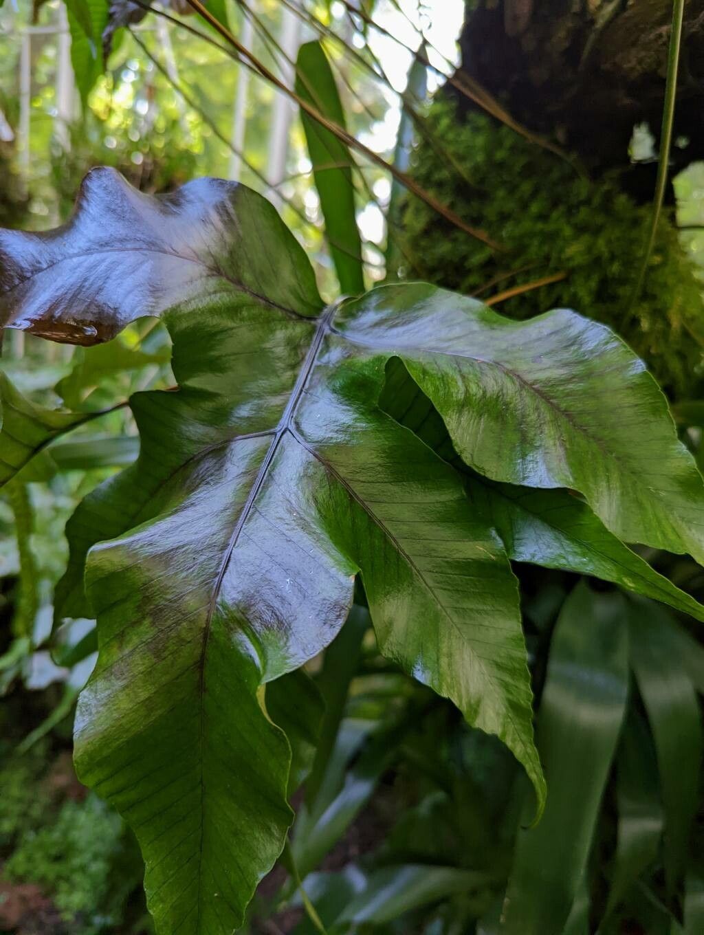 Selliguea triloba — related species from the same genus