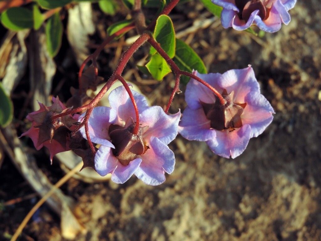 Trichodesma ambacense — related species from the same genus