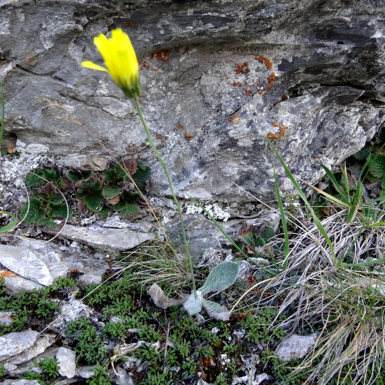 Hieracium phlomoides habit