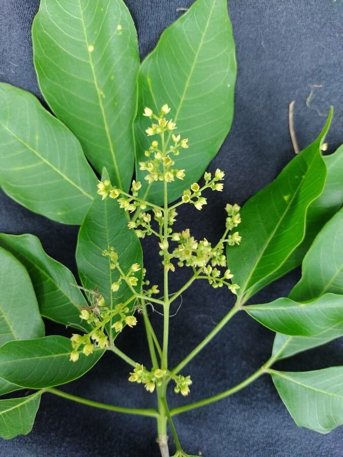 Balfourodendron riedelianum flower