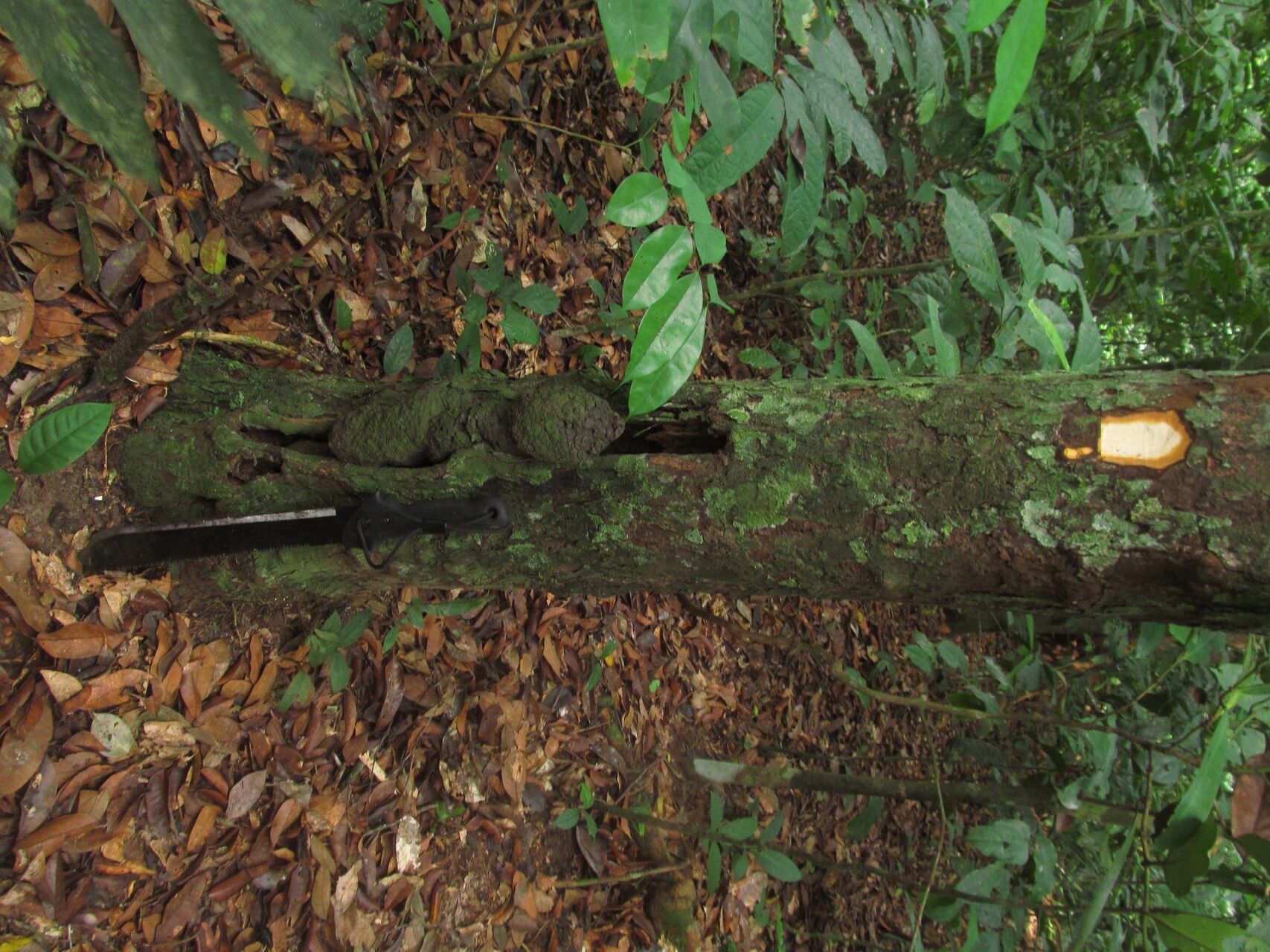 Diospyros rabiensis bark