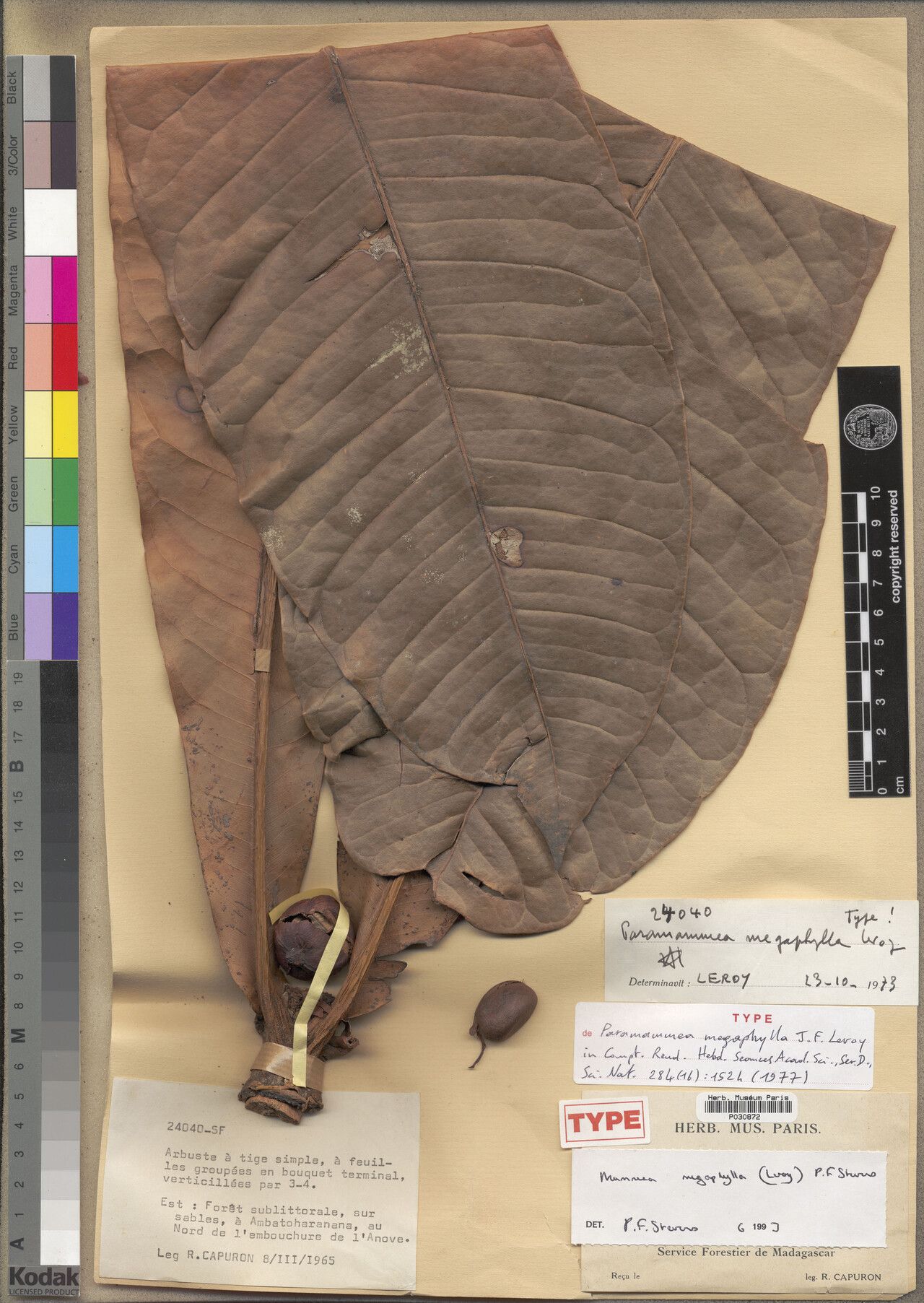 Mammea megaphylla — search result for 'Mammea'