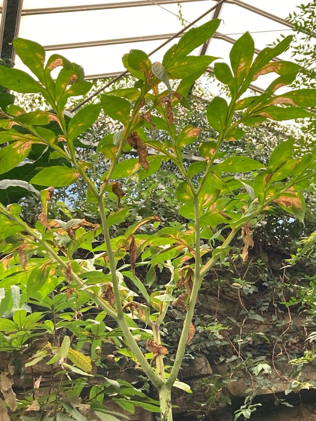 Amorphophallus gigas habit