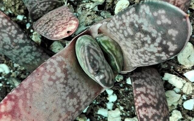 Gasteria doreeniae — houseplant care guide