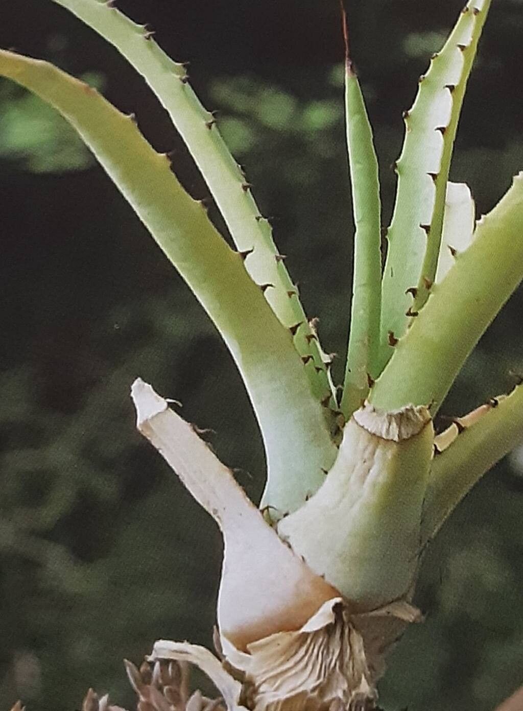 Agave datylio — houseplant care guide