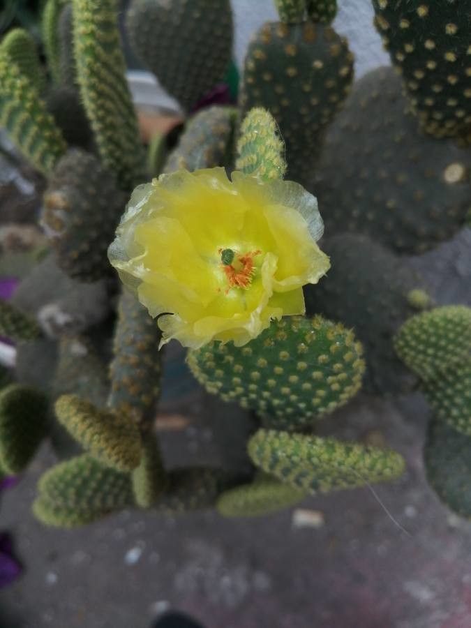 Opuntia polyacantha flower
