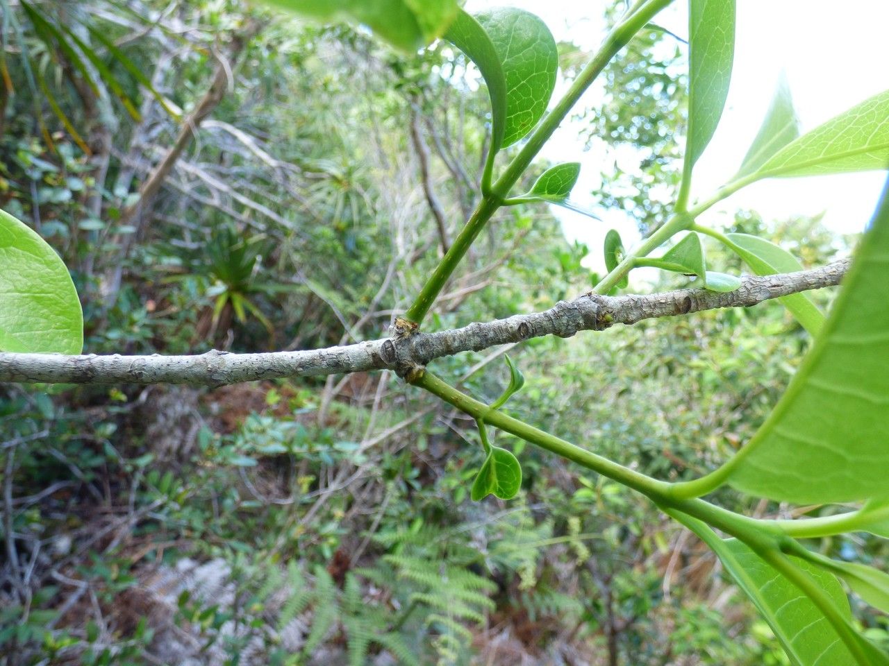 Chionanthus broomeanus bark