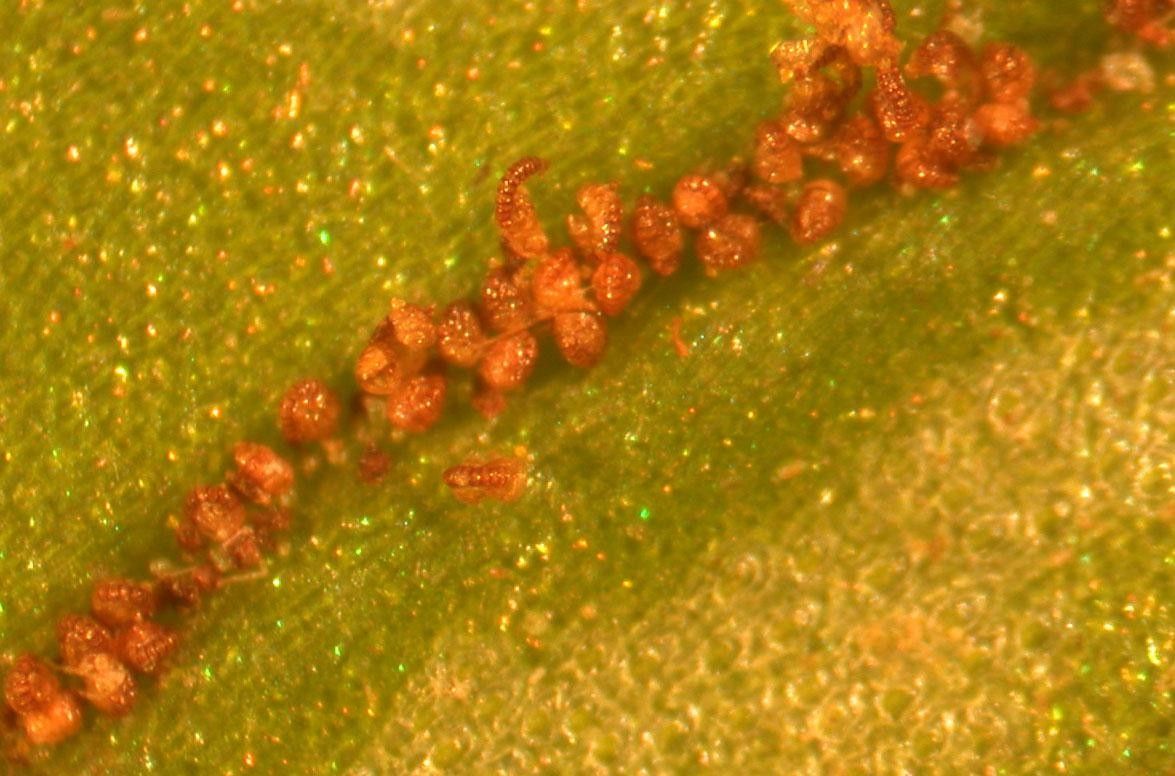 Polytaenium cajenense — houseplant care guide