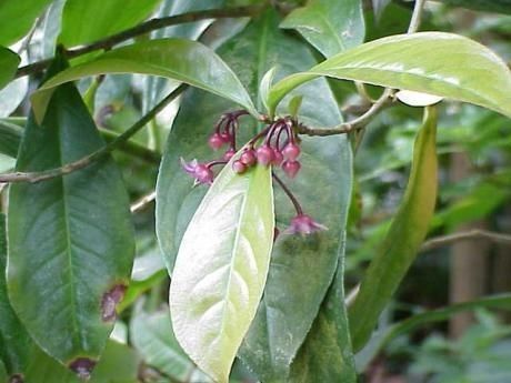 Ardisia solanacea fruit