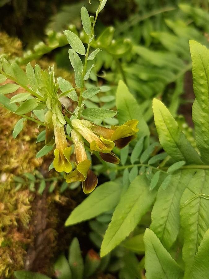 Vicia melanops flower
