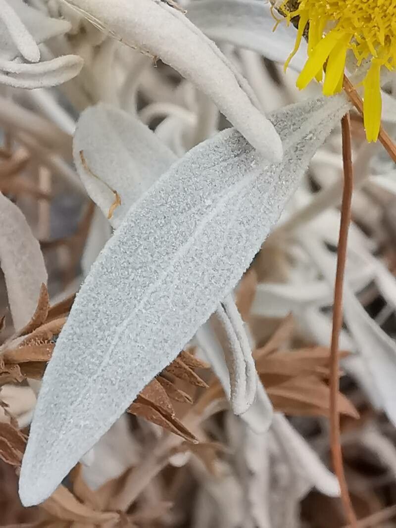 Inula verbascifolia — search result for 'Inula'